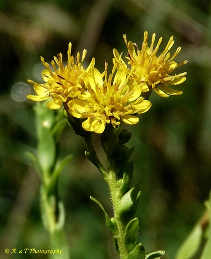 {Solidago rigida}